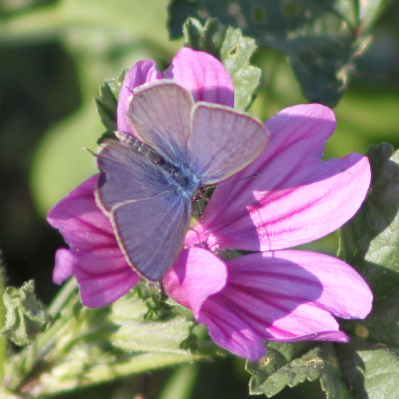 identificazione farfalla